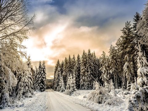 Serene snowy landscape with pine forest and open sky