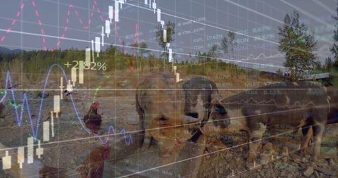 Digital Finance Overlaying Rural Farming with Pigs and Chicken