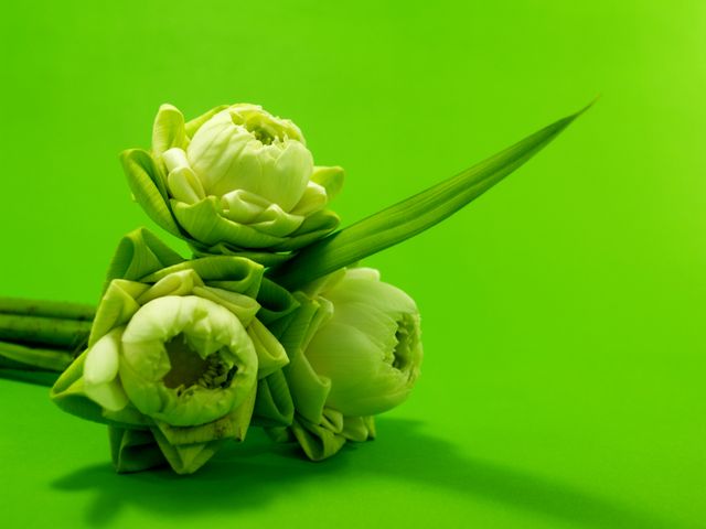 Fresh lotus buds placed against a striking green background. Ideal for use in nature-themed designs, floral prints, wellness blogs, or relaxation and meditation content. Perfect for posters, greeting cards, and decorative art.