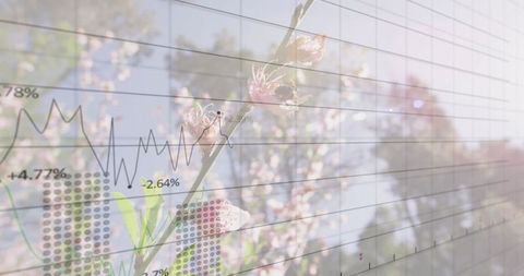 Double Exposure Blossom Branch with Growth Chart Overlay