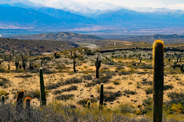 Vast Desert Landscape with Cacti and Mountain Range in Background - Download Free Stock Photos Pikwizard.com