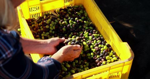 Sorting Freshly Harvested Olives in Yellow Crate