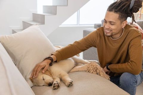 Man petting sleeping golden retriever puppy on cozy beige sofa in modern home