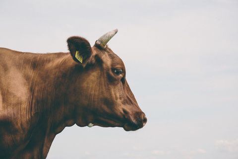 Brown cow standing in profile with ear tag and horn against pale sky