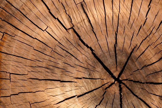 This close-up shows detailed texture of tree trunk rings with deep cracks. Displays growth rings and natural aging of wood. Perfect for illustrating themes related to nature, forestry, and the environment. Useful for backgrounds, environmental education materials, and articles related to wooden textures or organic patterns.