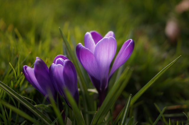 Close-up view of vibrant purple crocus flowers blooming in sunlight, set against a green backdrop. This beautiful botanical image is ideal for use in gardening blogs, floral calendars, nature magazines, and springtime promotional materials.