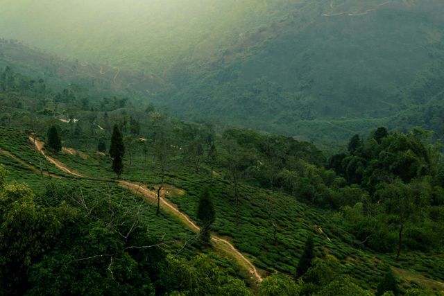 Captures expansive tea plantations with a path winding through rolling hills. Ideal for travel guides, nature magazines, agricultural articles, and backgrounds for advertisements promoting eco-tourism or green products.
