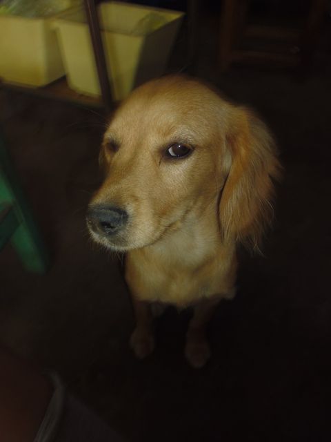 This photo features an adorable Golden Retriever puppy sitting indoors with a curious expression. The image captures the puppy's soft, golden fur and inquisitive face, making it perfect for use in pet care advertisements, dog training materials, social media content on pet wellness, or websites dedicated to dog lovers.