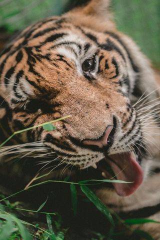 Close-Up of Bengal Tiger Relaxing in Wilderness