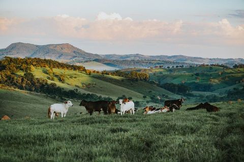 Grazing cattle on lush rolling green hills at golden hour with distant misty mountains