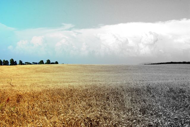 Vibrant wheat field transitioning from colorful to monochrome under cloudy sky. Ideal for illustrating contrast, change, or transformation themes in marketing and editorial content. Suitable for representing agricultural concepts, rural life, and nature's beauty.