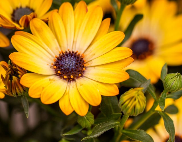 This close-up of yellow daisies in full bloom against a background of green leaves offers a vibrant and fresh view of nature. Perfect for use in gardening magazines, floral greeting cards, botanical study materials, and nature-focused blogs and advertisements. It showcases the intricate details and bright colors of the daisies, bringing a sense of warmth and joy.