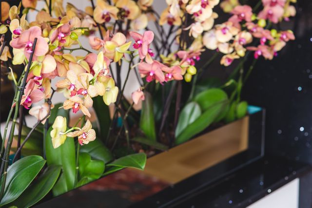 Orchids in various shades of pink and peach bloom vibrantly, arranged in a sleek modern planter. The plant's lush green leaves add a pop of nature indoors. This image is ideal for home decor inspiration, gardening websites, and lifestyle magazines that focus on indoor plant trends.