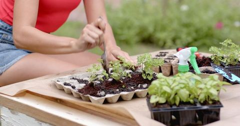 Gardening Transplanting Seedlings in Natural Setting