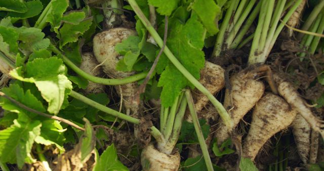 Close up of parsnips freshly pulled out of the ground on an organic farm