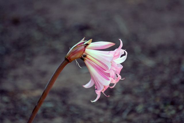 Close-up of Drooping Pink Lily Bloom in Natural Light - Download Free Stock Photos Pikwizard.com