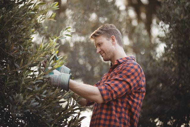 Side view of young man plucking olives at farm on sunny day
