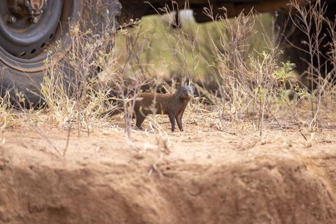 Solitary Mongoose in Arid Landscape near Vehicle