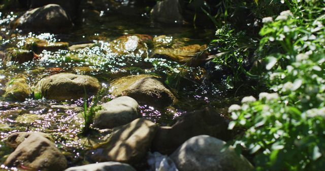 Sunlight reflecting off a gentle stream flowing over rocks surrounded by green plants and foliage. Ideal for use in nature-themed promotions, background visuals for relaxation videos, meditative content, or eco-friendly product advertisements, conveying tranquility and peacefulness in nature.