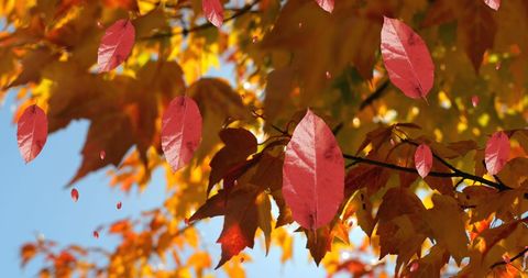 Autumn Leaves Falling with Vibrant Tree Background - Download Free Stock Images Pikwizard.com