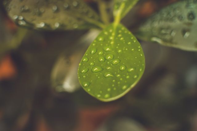 Close-up view of green leaf covered with water droplets. Perfect for environmental campaigns, nature blogs, gardening content, or as a calming background for presentations.