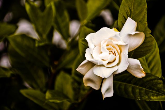 Closeup of white gardenia flower blooming among green foliage, suitable for nature-related projects, gardening blogs, floral design websites, and wallpaper backgrounds.