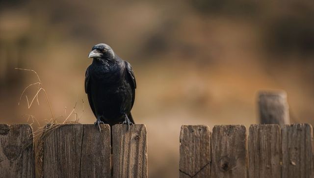Raven Perching on Weathered Fence in Tranquil Meadow Setting