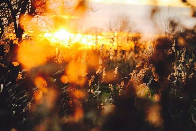 Golden Sunset Over Natural Grass Field With Soft Focus - Download Free Stock Photos Pikwizard.com