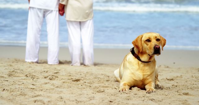 Dog and legs of caucasian couple standing on beach on winter day. Retirement, winter, free time, togetherness and senior lifestyle, animal, pet, dog.