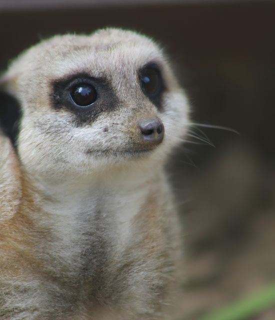Curious meerkat looking alert, suitable for wildlife and educational purposes. Ideal for nature documentaries, zoo advertisements, or sharing interesting animal facts on social media. Can also be used in conservation promotional material.