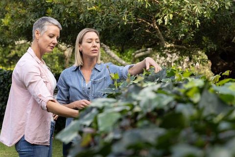 Two women inspecting green hedge in backyard garden wearing denim shirts