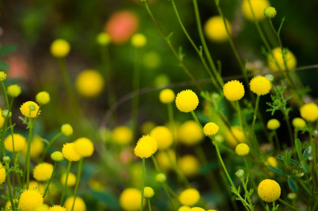 Close-up of vibrant yellow billy buttons in green meadow - Download Free Stock Photos Pikwizard.com