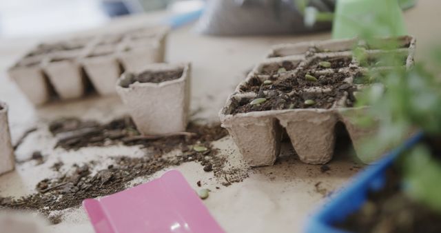 Small Seedlings Emerging in Peat Pulp Pots on Table - Download Free Stock Images Pikwizard.com