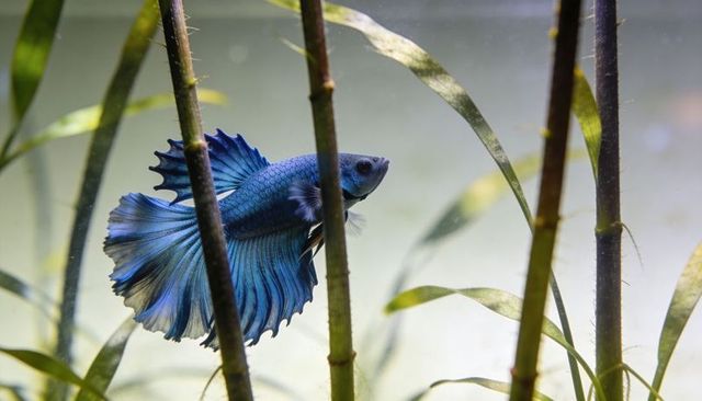 Iridescent blue betta swimming among tall aquatic plants with flowing ruffled fins