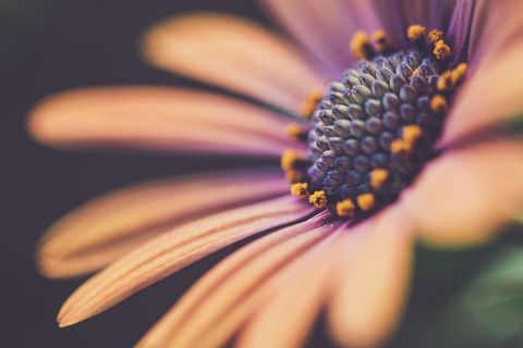 Macro View of Vibrant Daisy Flower Petals and Center Stamen