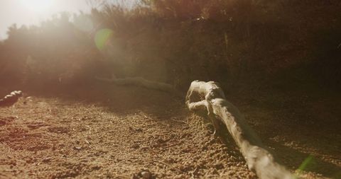 Sunlit Countryside Path Highlighting Earth's Natural Serenity - Download Free Stock Images Pikwizard.com