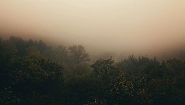 Misty Forest Hillside with Autumnal Hues and Dense Fog