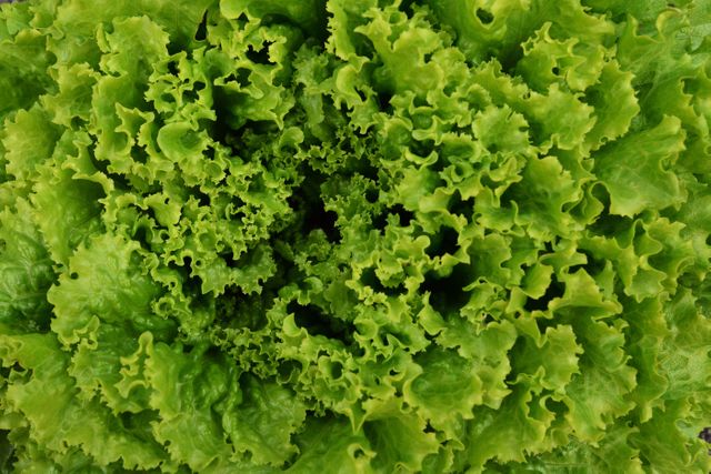 Vibrant close-up of green leaf lettuce showing fresh, curly leaves in detail. Ideal for use in food blogs, healthy eating websites, grocery store promotions, restaurant menus, and advertisements promoting organic produce.