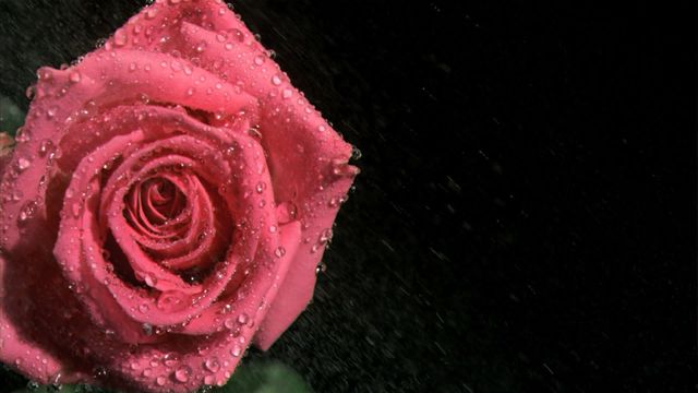 Close-up view of a pink rose adorned with fresh water droplets set against a dark background. Highlights the delicate and intricate details of the flower, perfect for themes of romance, freshness, and natural beauty. Ideal for use in floral blogs, wedding invitations, nature catalogs, and environmental campaigns.