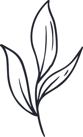 transparent botanical line art with lanceolate leaves on branch - Download Free Stock Videos Pikwizard.com