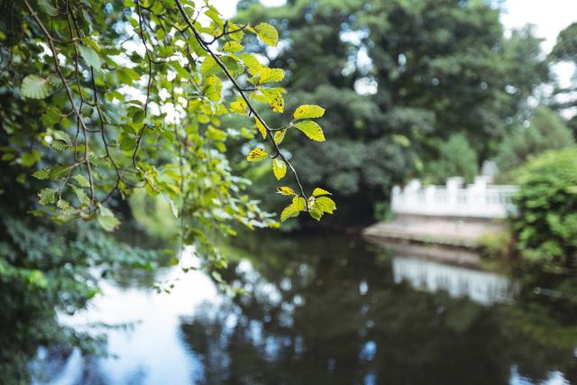 Tree branch with green leaves hanging over a calm river, reflecting the surrounding greenery. Ideal for use in nature-themed projects, environmental campaigns, relaxation and wellness content, or as a serene background for various designs.