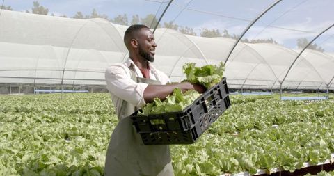African American Farmer Harvesting Lettuce in Hydroponic Greenhouse