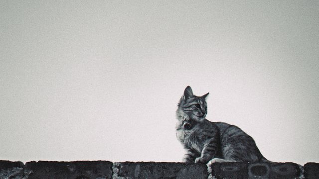 Black and Gray Tabby Cat on Concrete Block - Download Free Stock Photos Pikwizard.com