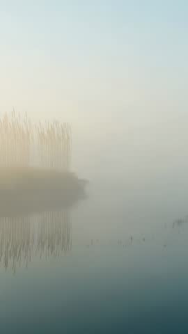 Vertical video drifting over reed cluster on misty lake dawn with mirror reflection