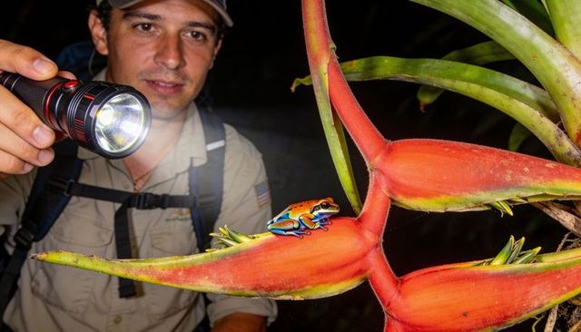 Night biologist illuminating rainbow tree frog on heliconia bloom during tropical fieldwork