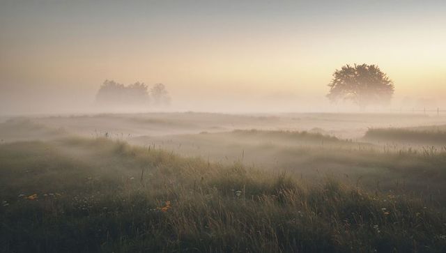 Lone tree rising through morning mist over wildflower meadow at sunrise