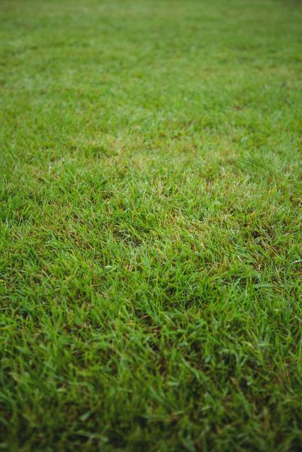 Vibrant Green Grass Field Nature Background - Download Free Stock Photos Pikwizard.com