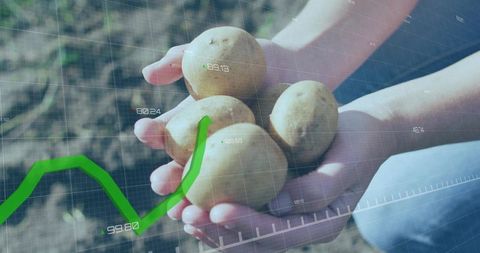 Hands holding potatoes with agritech data overlay showing yield analytics and farm growth
