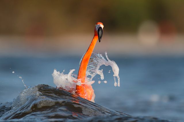 Vibrant flamingo battling ocean waves in its natural habitat. Ideal for wildlife conservation promotions, educational materials on birds, and nature photography collections.