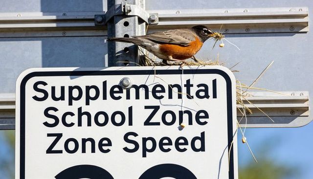 American robin building nest on supplemental school zone sign suburban roadside close-up
